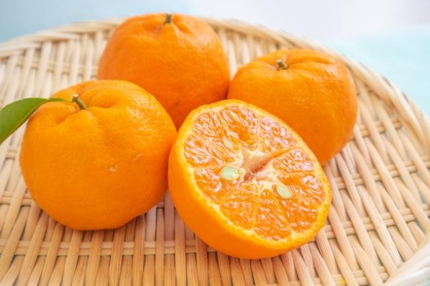 熊本ぽんかん(4kg)