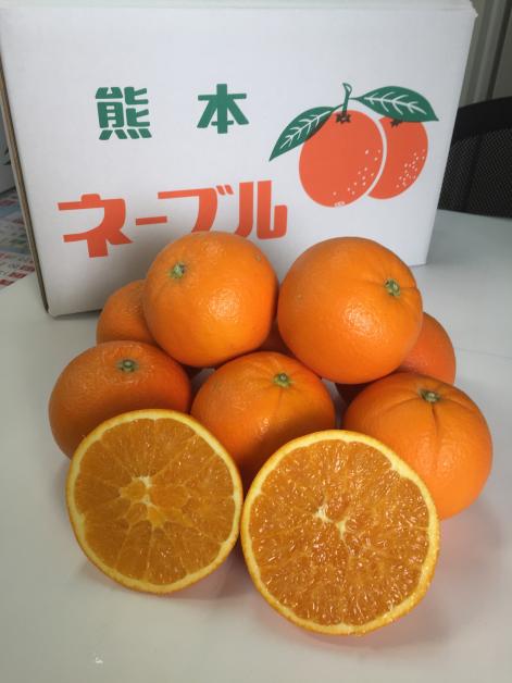 熊本県産！国産ネーブルオレンジ(10kg)　※送料別